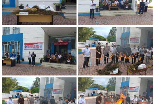 BNNK Mandailing Natal Melaksanakan Pemusnahan Barang Bukti Narkotika Golongan I Jenis Ganja dari Hasil Penangkapan