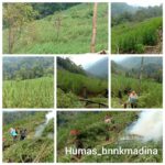 Wow!!! BNNK Mandailing Natal Kembali Memusnakan Kebun Ganja Seluas 6 ha di Pegunungan Tor Sihite