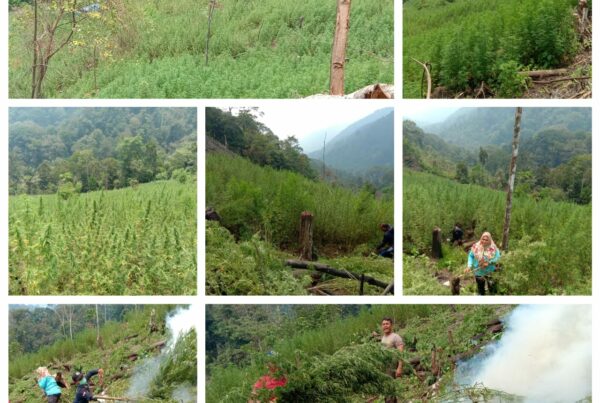 Wow!!! BNNK Mandailing Natal Kembali Memusnakan Kebun Ganja Seluas 6 ha di Pegunungan Tor Sihite