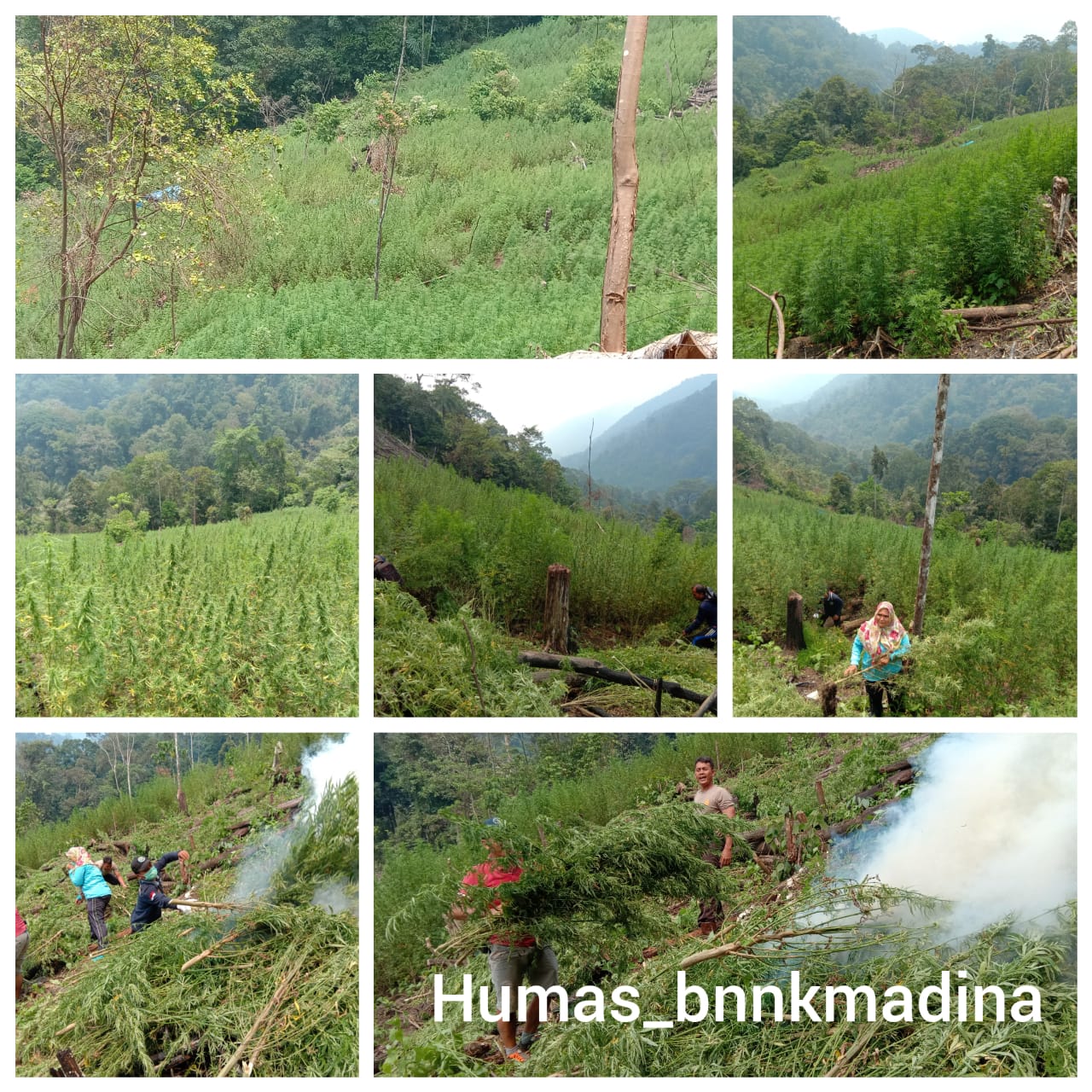 Wow!!! BNNK Mandailing Natal Kembali Memusnakan Kebun Ganja Seluas 6 ha di Pegunungan Tor Sihite