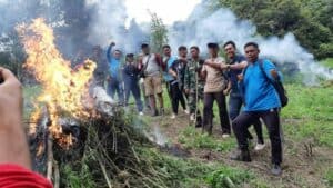BNNP Sumut Dan BNNK Madina Musnahkan 25 Ton Ganja Di Pegunugan Tor Sihite