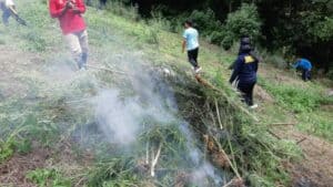 BNNP Sumut Dan BNNK Madina Musnahkan 25 Ton Ganja Di Pegunugan Tor Sihite