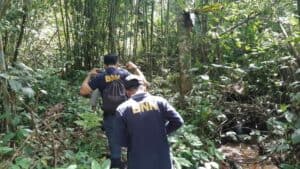 BNNP Sumut Dan BNNK Madina Musnahkan 25 Ton Ganja Di Pegunugan Tor Sihite