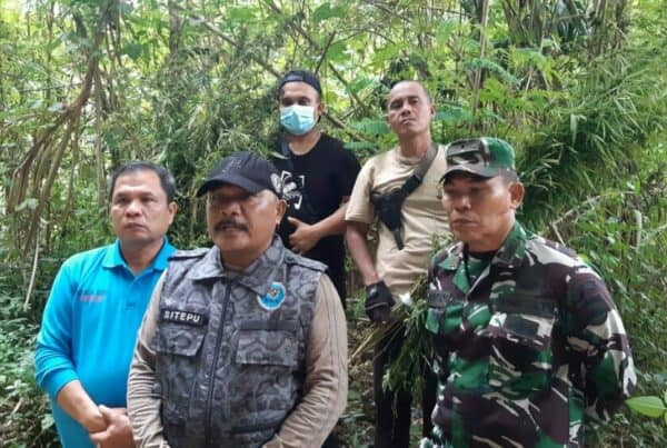 BNNP Sumut Dan BNNK Madina Musnahkan 25 Ton Ganja Di Pegunugan Tor Sihite