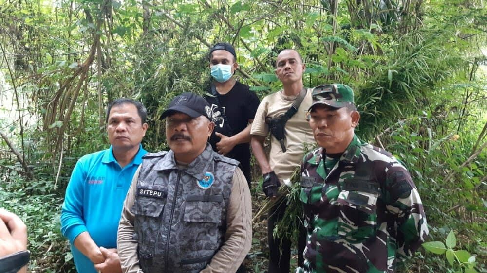 BNNP Sumut Dan BNNK Madina Musnahkan 25 Ton Ganja Di Pegunugan Tor Sihite
