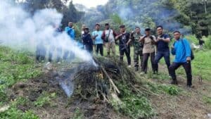 BNNP Sumut Dan BNNK Madina Musnahkan 25 Ton Ganja Di Pegunugan Tor Sihite