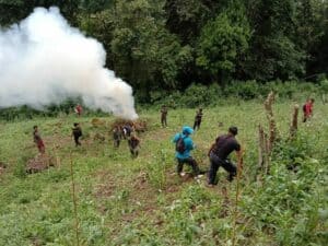 BNN Kembali Musnahkan 5 Ha Ganja di Tor Sihite Mandaililing Natal