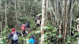 BNN Kembali Musnahkan 5 Ha Ganja di Tor Sihite Mandaililing Natal