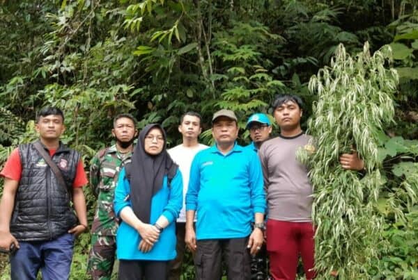 BNN Kembali Musnahkan 5 Ha Ganja di Tor Sihite Mandaililing Natal