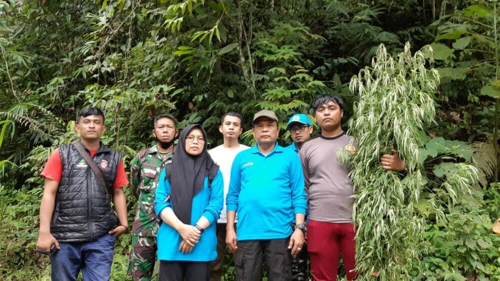 BNN Kembali Musnahkan 5 Ha Ganja di Tor Sihite Mandaililing Natal