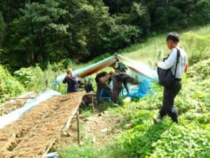 BNNK Madina Bakar 500 Kg Ganja Kering Di Pegunungan Tor Sihite