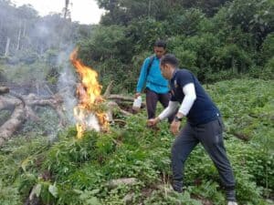 BNNK Madina Bakar 500 Kg Ganja Kering Di Pegunungan Tor Sihite