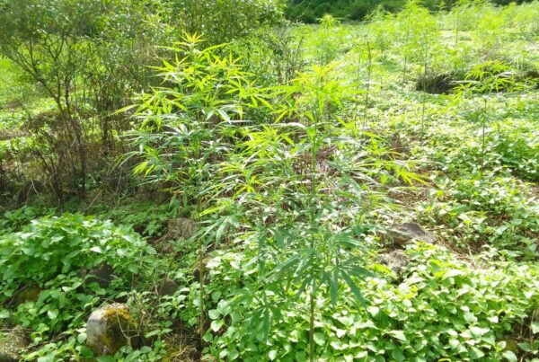 BNNK Madina Bakar 500 Kg Ganja Kering Di Pegunungan Tor Sihite