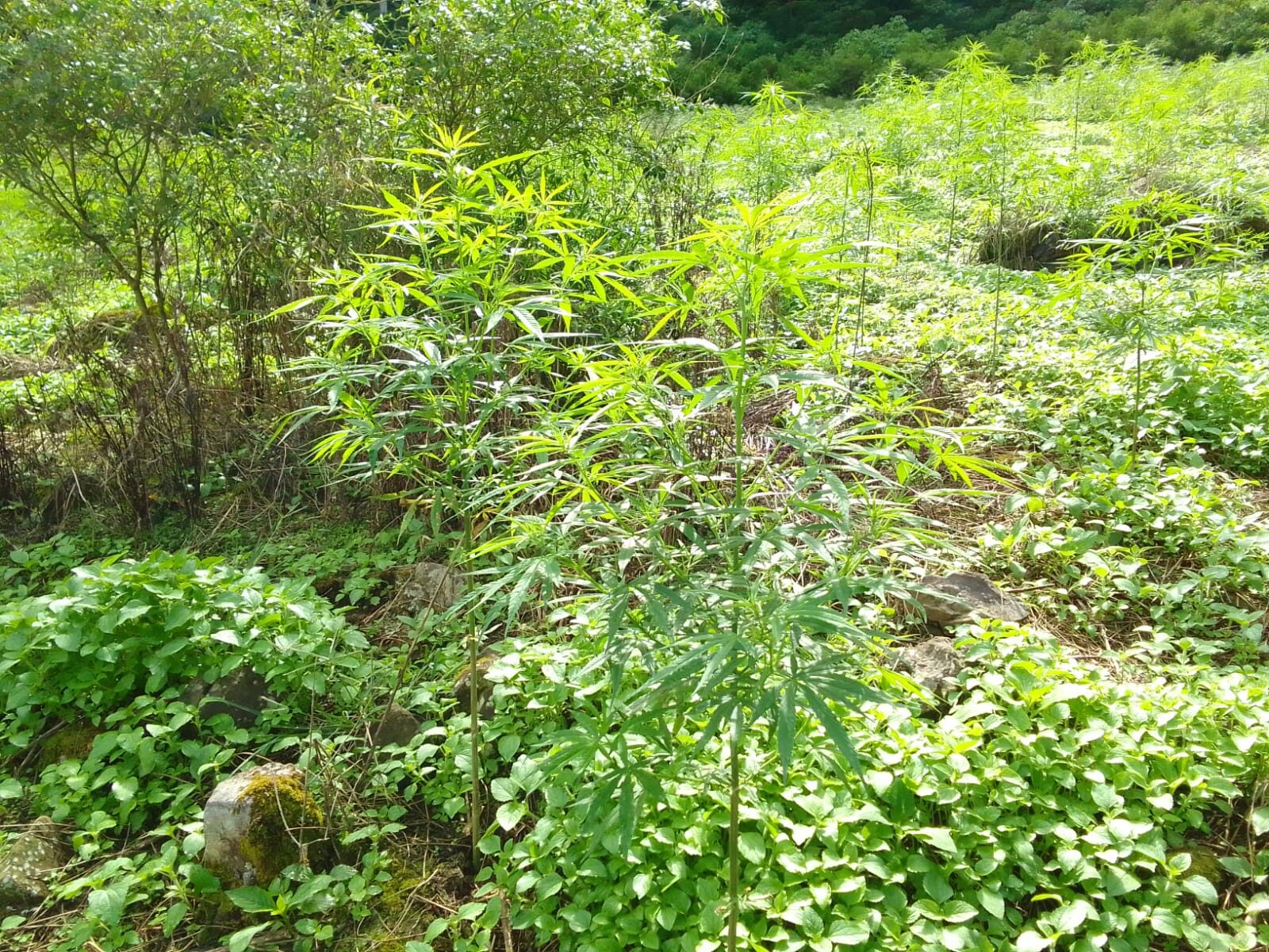BNNK Madina Bakar 500 Kg Ganja Kering Di Pegunungan Tor Sihite