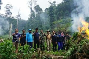 BNNK Madina Bakar 500 Kg Ganja Kering Di Pegunungan Tor Sihite