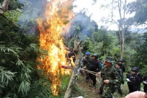KEMBALI, BNN MUSNAHKAN LADANG GANJA DI MADINA