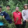BNN KEMBALI MUSNAHKAN LADANG GANJA DI PERBUKITAN TOR SIHITE