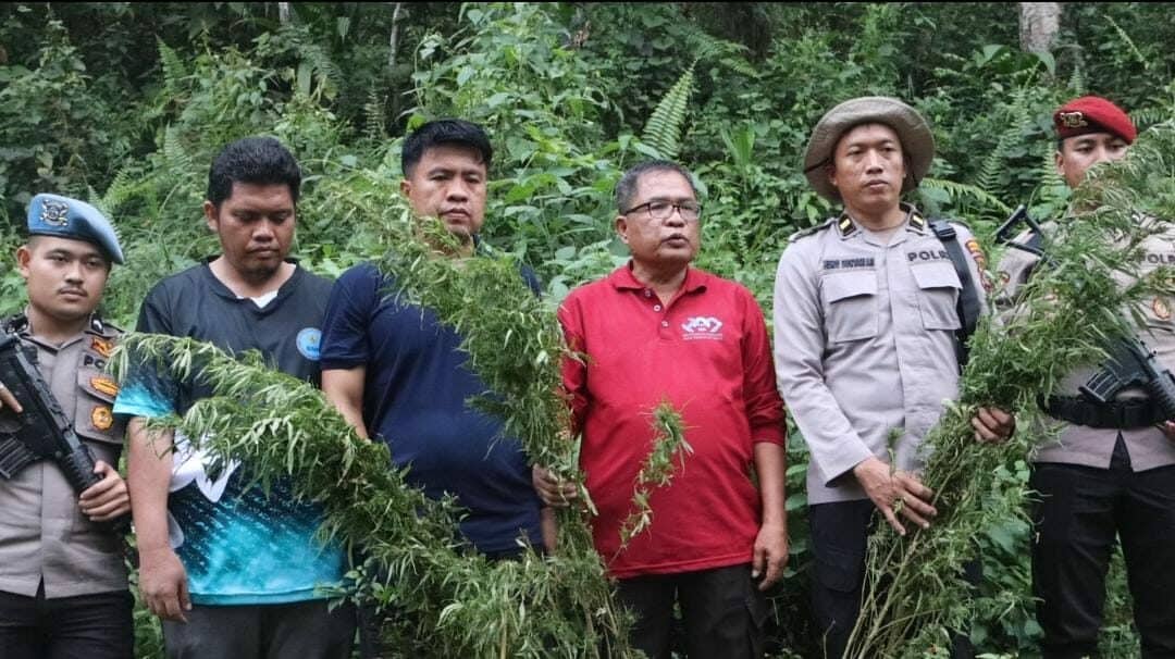 BNN KEMBALI MUSNAHKAN LADANG GANJA DI PERBUKITAN TOR SIHITE