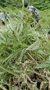 BNN KEMBALI MUSNAHKAN LADANG GANJA DI PERBUKITAN TOR SIHITE