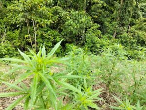 Operasi Gabungan BNN RI Bersama Stakeholder Musnahkan Ladang Ganja di Perbukitan Tor Sihite