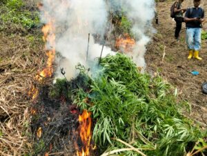 Operasi Gabungan BNN RI Bersama Stakeholder Musnahkan Ladang Ganja di Perbukitan Tor Sihite