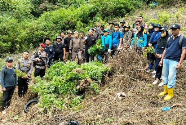 Operasi Gabungan BNN RI Bersama Stakeholder Musnahkan Ladang Ganja di Perbukitan Tor Sihite