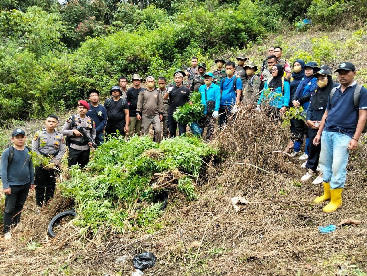 Operasi Gabungan BNN RI Bersama Stakeholder Musnahkan Ladang Ganja di Perbukitan Tor Sihite